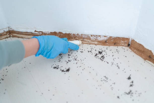 Best Affordable Pest Control Services  in Tres Arroyos, NM